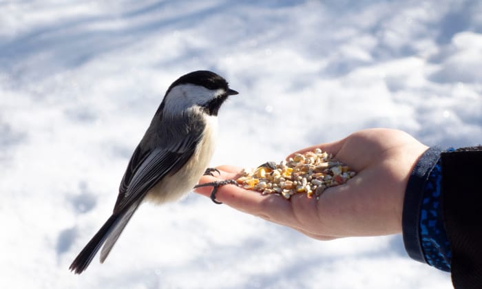 Feeding-Birds-For-Winter