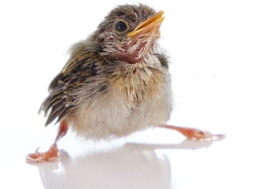 Fix-Splayed-Legs-treament-in-baby-bird