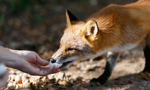 Foxes-Eat-Bird-Eggs