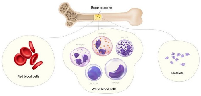 Functions-Of-Bird-Bone-Marrow