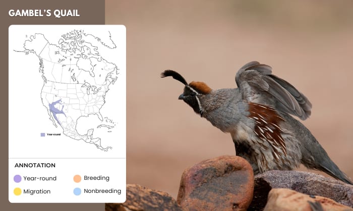 Gambel’s-Quail-Live-in-the-Desert