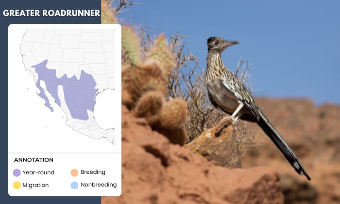 Greater-Roadrunner-Live-in-the-Desert