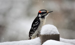 Hairy-Woodpecker-in-Winter