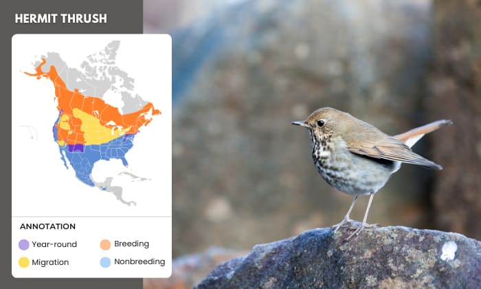 Hermit-Thrush