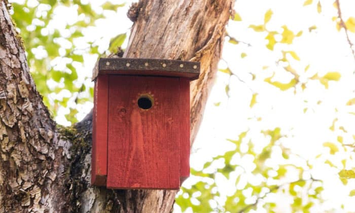 How-Can-I-Protect-Bird-Eggs-from-These-Predators