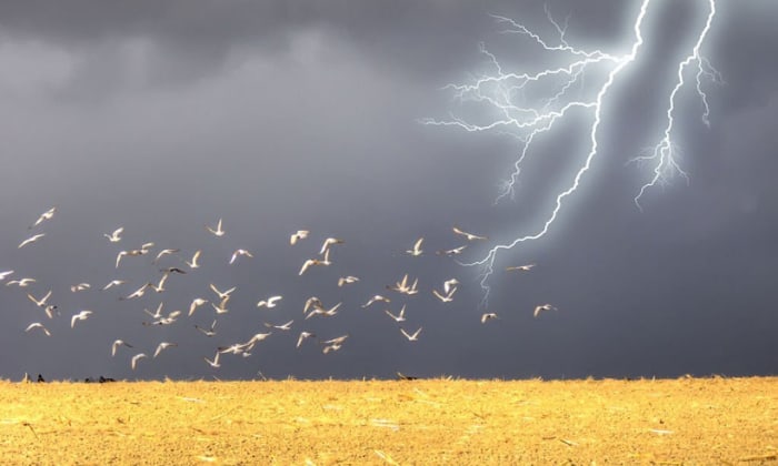 How-do-birds-sense-upcoming-storms
