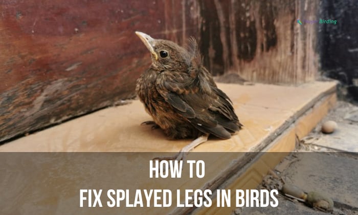 How to Fix Splayed Legs in Birds