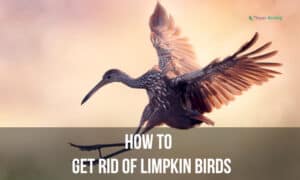 How to Get Rid of Limpkin Birds