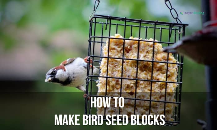 How to Make Bird Seed Blocks