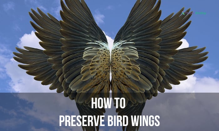 How to Preserve Bird Wings