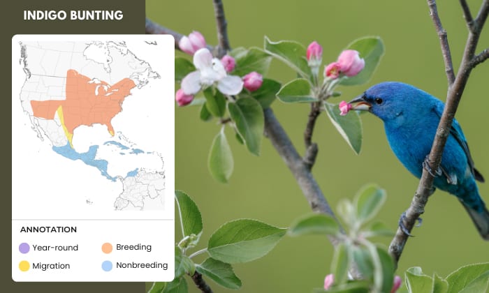 Indigo-Bunting