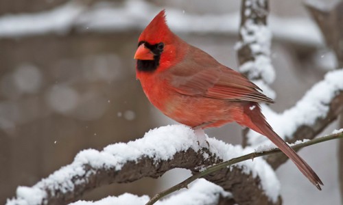 Northern-Cardinal-in-winter