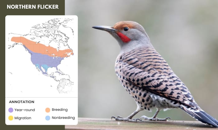 Northern-Flicker