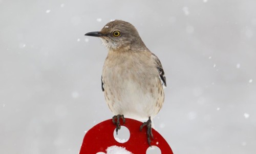 Northern-Mockingbird-in-winter