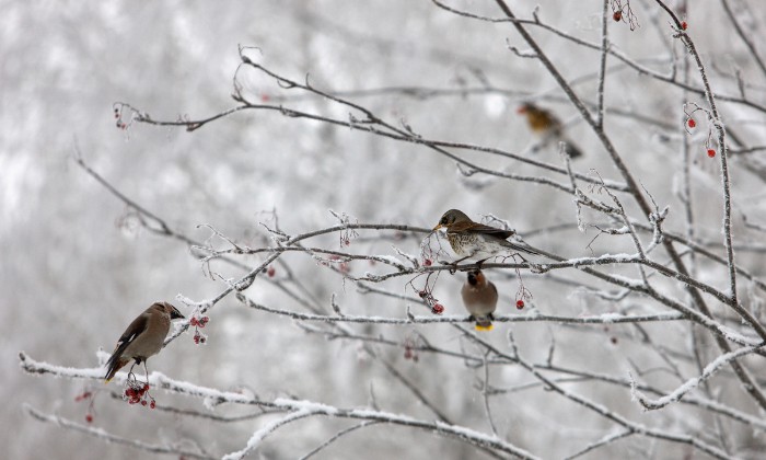 Notable-Non-Migratory-Bird-Species