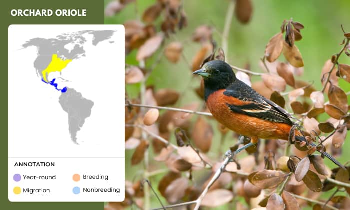 Orchard-Oriole