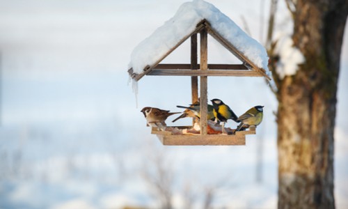 Practice-safe-feeding