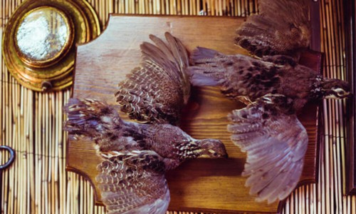 Preserve-Bird-wings-with-Taxidermy