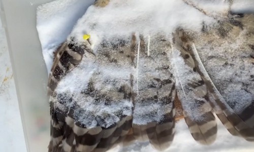 Preserving-Bird-Wings-with-Salt