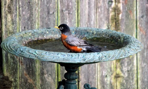 Provide-a-birdbath-or-water-source