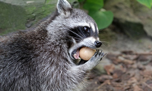 Raccoons-Eat-Bird-Eggs