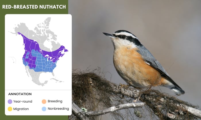 Red-Breasted-Nuthatch