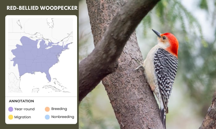 Red-bellied-Woodpecker