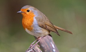 Robins-bird