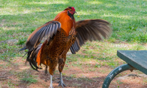 Roosters-clapping-their-wings