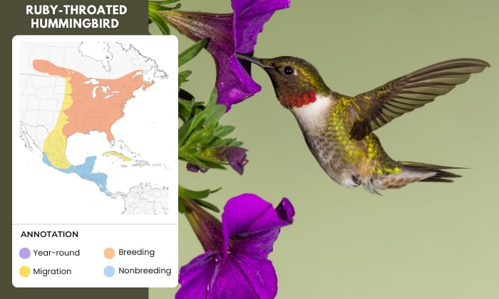 Ruby-throated-Hummingbird