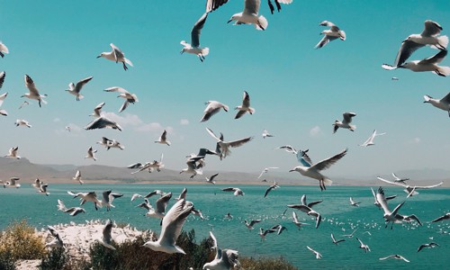 Seabirds-flying-inland