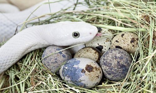 Snakes-Eat-Bird-Eggs