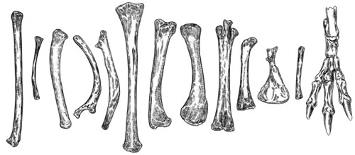 Solid-bones-of-bird