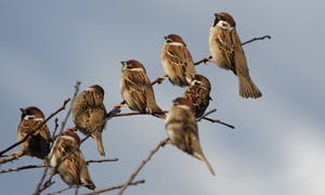 Sparrows-bird