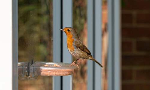 Spiritual-Meaning-of-a-Brown-Bird-Flying-Into-My-House