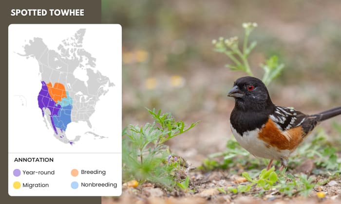 Spotted-Towhee