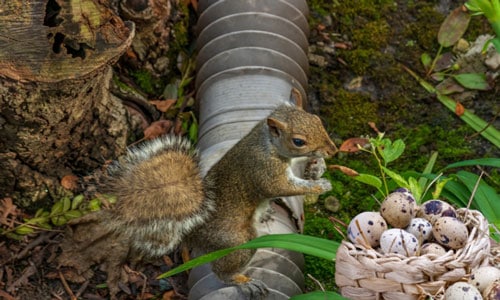 Squirrels-Eat-Bird-Eggs