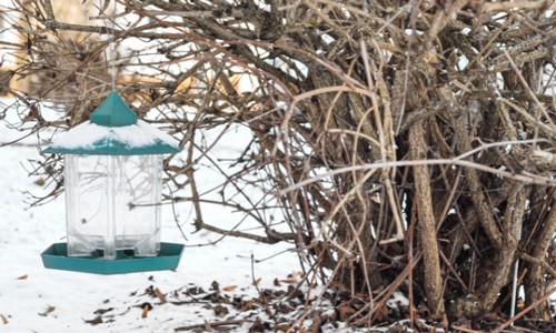 Take-bird-feeders-down-at-the-start-of-spring