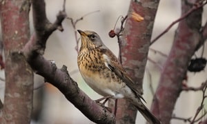 Thrushes-bird