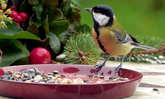 Tips-For-Making-Sure-Birds-Have-Enough-Food-To-Survive