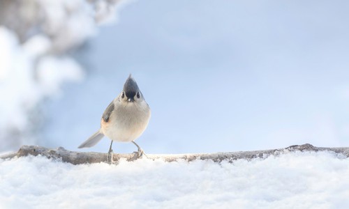Tufted-Titmouse-in-winter
