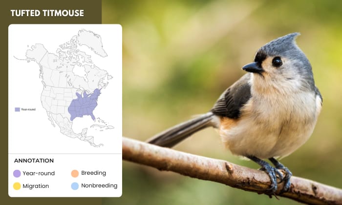 Tufted-Titmouse