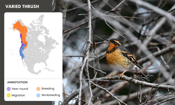 Varied-Thrush