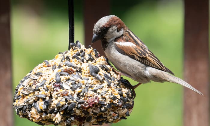 how to make bird seed blocks
