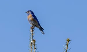 Western-Bluebird-in-winner