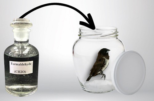 Wet-Preservation-in-Specimen-Jar