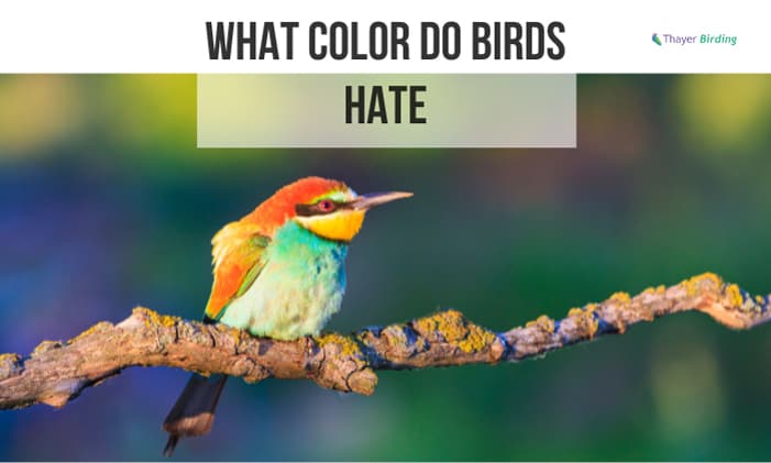 What Color Do Birds Hate