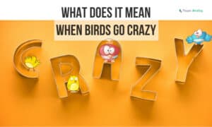 What Does It Mean When Birds Go Crazy