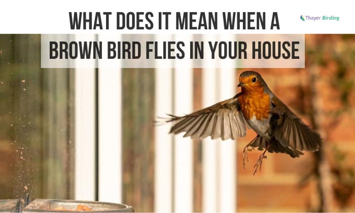 What Does It Mean When a Brown Bird Flies in Your House