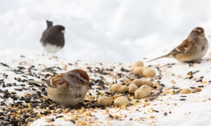 What-to-feed-the-birds-for-winter